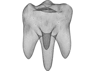 Tooth 3D Model