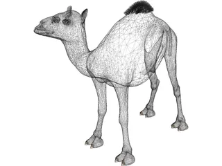 Camel 3D Model