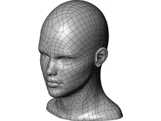 Human Head and Neck 3D Model