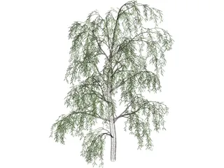 Birch Tree 3D Model