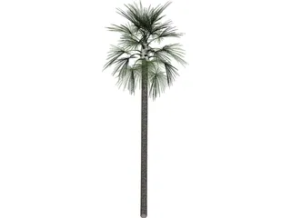 Tree Palm Fan 3D Model