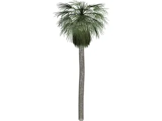 Tree Palm Washingtonia 3D Model