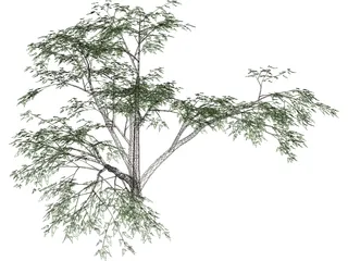 Mesquite Tree 3D Model