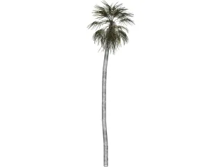 Tree Palm 3D Model