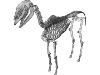 Horse Skeleton 3D Model