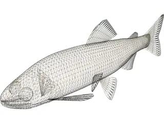 Amago 3D Model