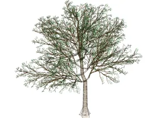 Arboli Tree 3D Model