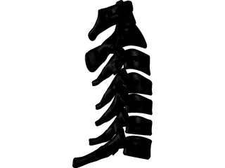 Vertebrae Cervical Bones 3D Model