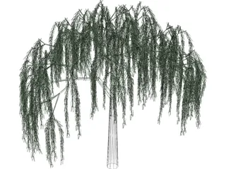 Willow Tree 3D Model