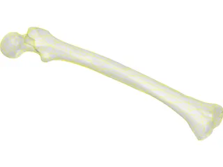 Femur Bone Man 3D Model