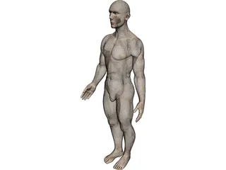 Human 3D Model