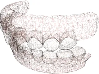 Jaw and Teeth 3D Model