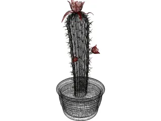 Castus 3D Model