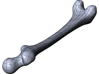 Femur Bone 3D Model