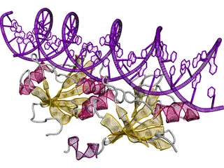 DNA 3D Structure 3D Model