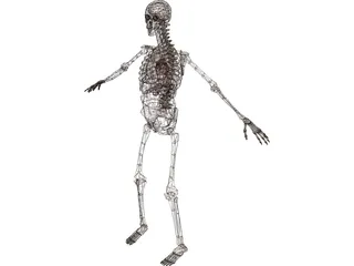 Skeleton with Internal Organs 3D Model