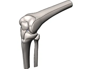 Knee Joint Human 3D Model