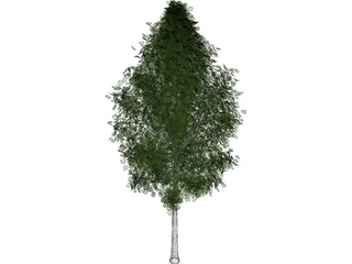 Quaking Aspen (Populus Tremuloides) 3D Model