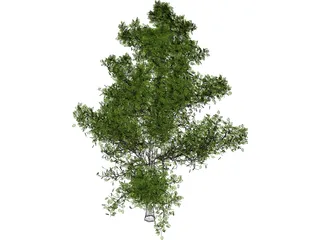 Sassafras 3D Model