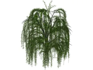 Weeping Willow 3D Model