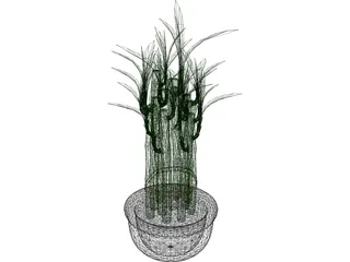 Lucky Bamboo 3D Model