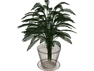 Spathiphyllum 3D Model