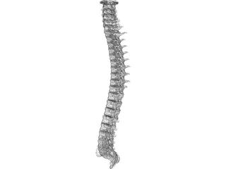 Spine 3D Model