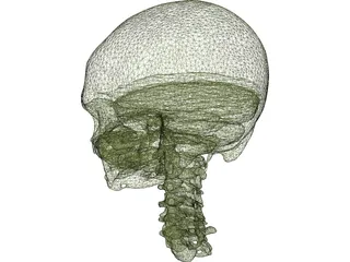 Skull and Neck 3D Model