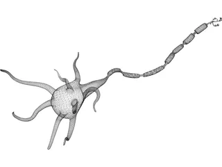 Neuron 3D Model