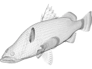 Barramundi 3D Model