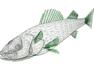 Walleye 3D Model