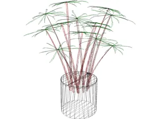 Cyperus Alternifolius 3D Model