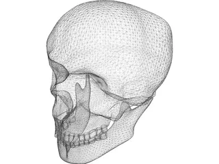 Skull Complete with Jaw Bone and Teeth 3D Model