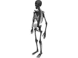 Skeleton 3D Model
