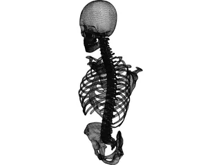 Upper Skeletal System 3D Model