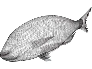 Black Sea Bass 3D Model