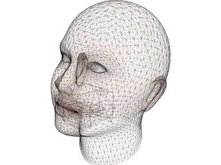 Woman Head 3D Model