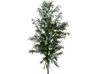 Birch Tree 3D Model