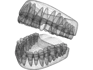 Teeth 3D Model