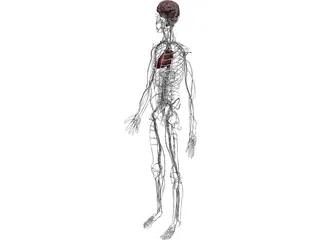 Circulatory System with Heart, Thymus and Brain 3D Model