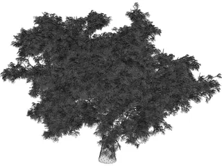 Quercus Tree 3D Model