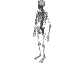 Skeleton 3D Model