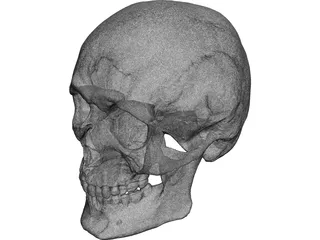 Skull Human 3D Model