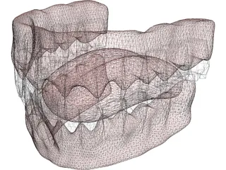 Gums Teeth Tongue 3D Model