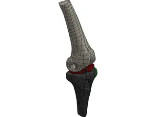 Human Knee Joint 3D Model