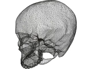 Human Skull No Jaw 3D Model