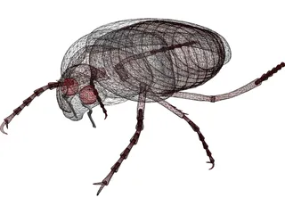 Bug (Meikever In Dutch) 3D Model