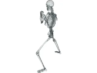 Skeleton 3D Model