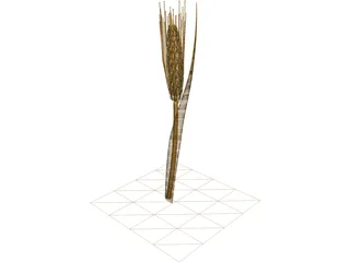 Dried Barley 3D Model