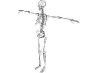 Skeleton 3D Model